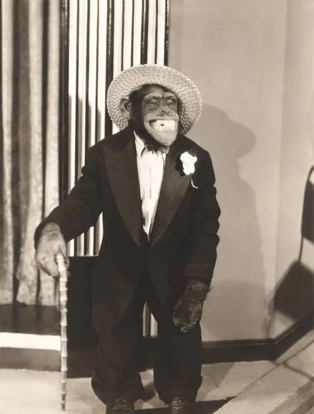 猿の身に着けているスーツ — ストック写真