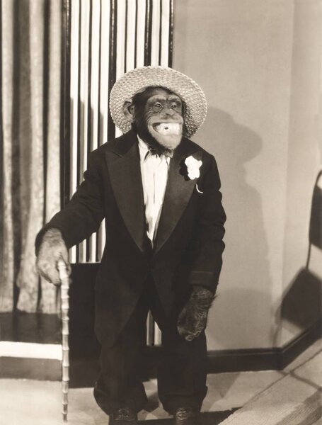  monkey wearing suit 