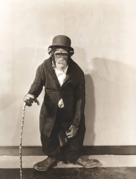 Chimpancé sosteniendo bastón — Foto de Stock