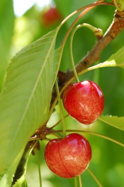 Kirazlar - kırmızı meyvenin detayları
