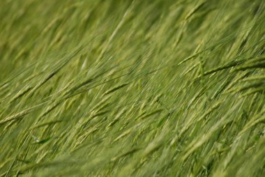 Kırmızı çiçekler - doğanın güzelliği - renkli fotoğraf