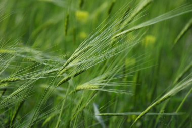 Kırmızı çiçekler - doğanın güzelliği - renkli fotoğraf