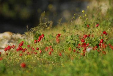 Kırmızı çiçekler - doğanın güzelliği - renkli fotoğraf
