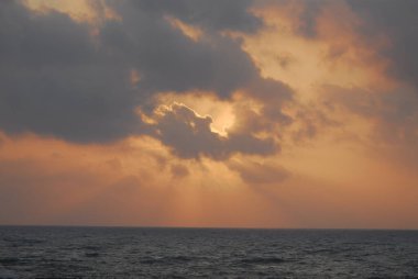 Kaktüsler - doğanın güzelliği - renkli fotoğraf