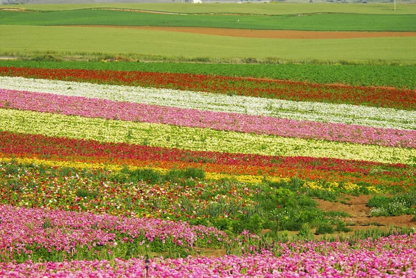 Röda Blommor Skönheten Naturen Färgglada Foto — Stockfoto