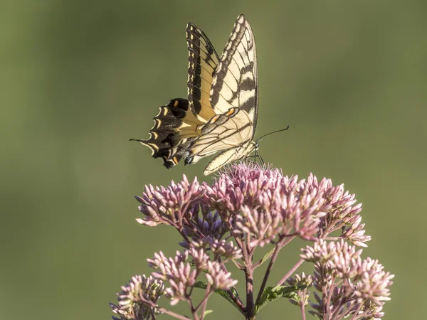 Ανατολική swallowtail τίγρη, Papilio Γλαύκου — Φωτογραφία Αρχείου