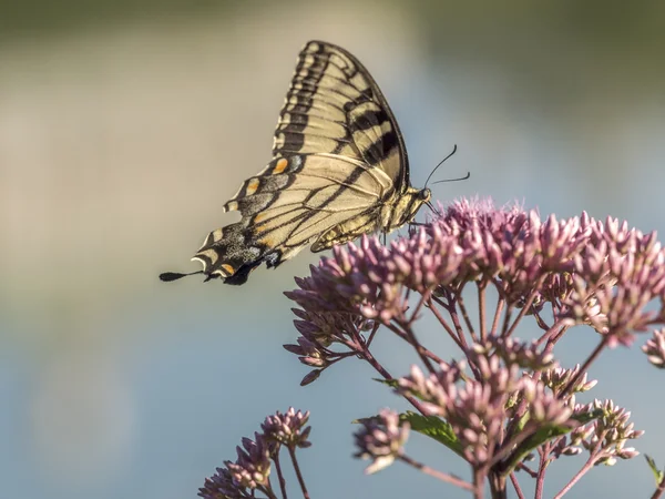 Eastern tiger swallowtail, Papilio glaucus — Stock Photo, Image