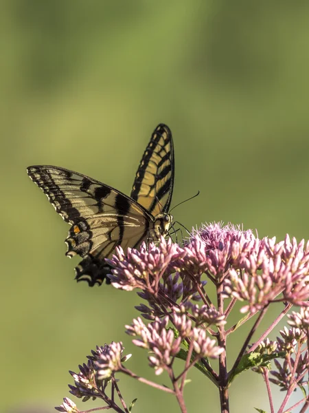 Rabo de andorinha de tigre oriental, Papilio glaucus — Fotografia de Stock