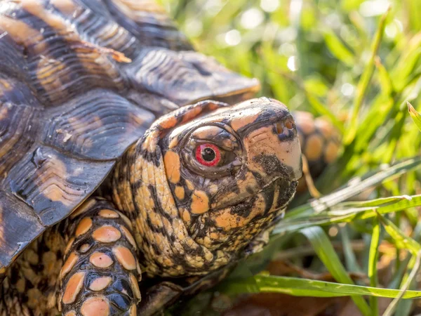 Tortuga caja oriental —  Fotos de Stock