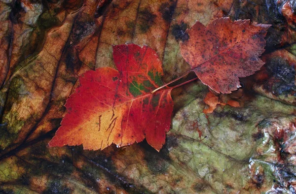 Autumn leaves in scene — Stock Photo, Image