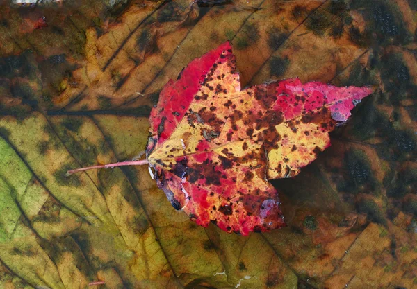 Folhas de outono na floresta — Fotografia de Stock
