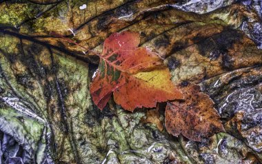 Ormanda sonbahar yaprakları