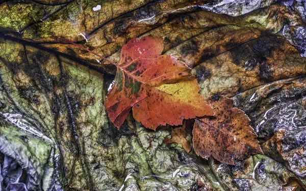 Podzimní listí v lese — Stock fotografie