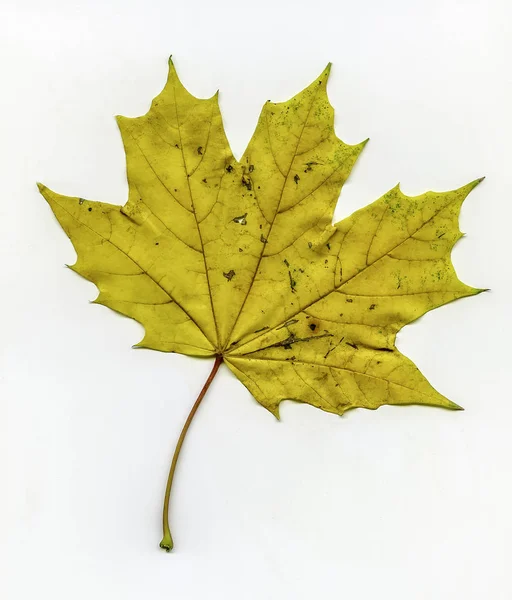 Hoja de arce amarillo — Foto de Stock