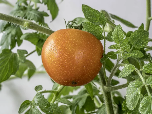 Fresh tomato plant — Stock Photo, Image