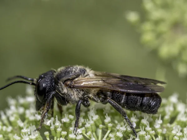 Hommel, ook geschreven bumble bee — Stockfoto