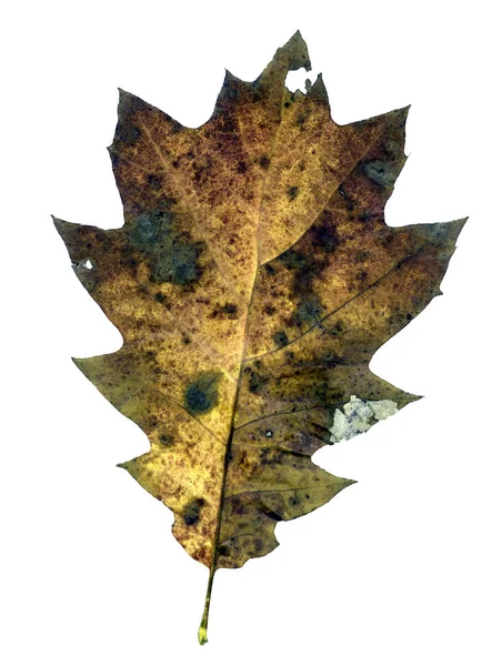 Herbstblätter in Nahaufnahme — Stockfoto