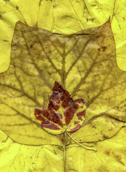 Autumn leaves in close up — Stock Photo, Image