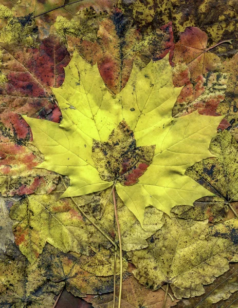 Autumn listowie w Zamknij się — Zdjęcie stockowe