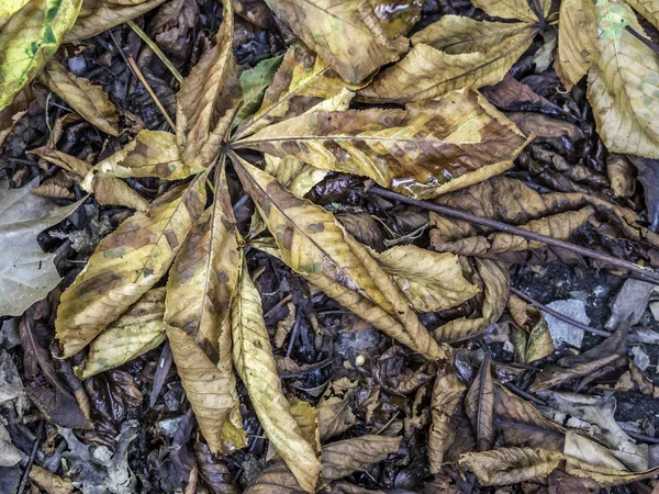 Φθινοπωρινά φύλλα σε στενή επάνω — Φωτογραφία Αρχείου