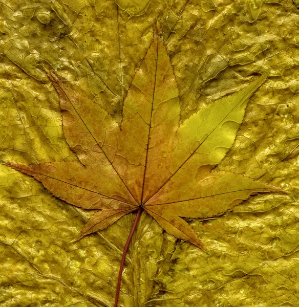 Jesienne liście klonu — Zdjęcie stockowe