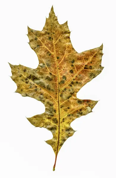 Podzimní listí v izolaci — Stock fotografie