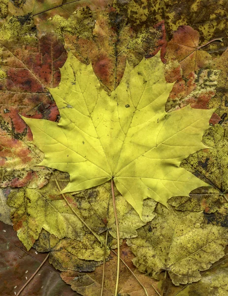 Jesienne liście, w izolacji — Zdjęcie stockowe