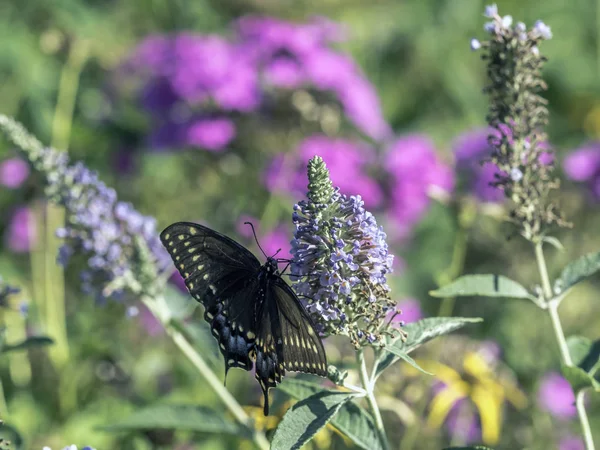 Coda forcuta tigre orientale, Papilio glaucus — Foto Stock