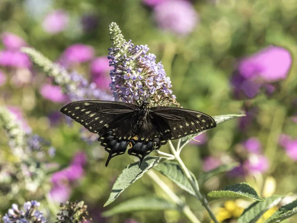 Östlicher Tigerschwalbenschwanz, Papilio glaucus — Stockfoto