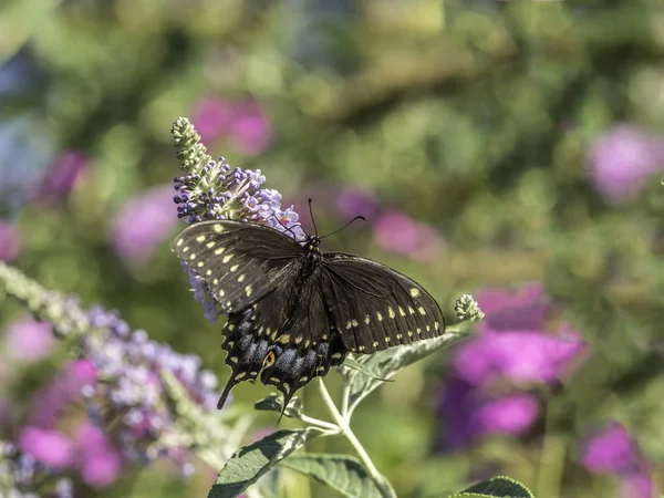 Wschodniej tiger swallowtail, Papilio glaucus — Zdjęcie stockowe