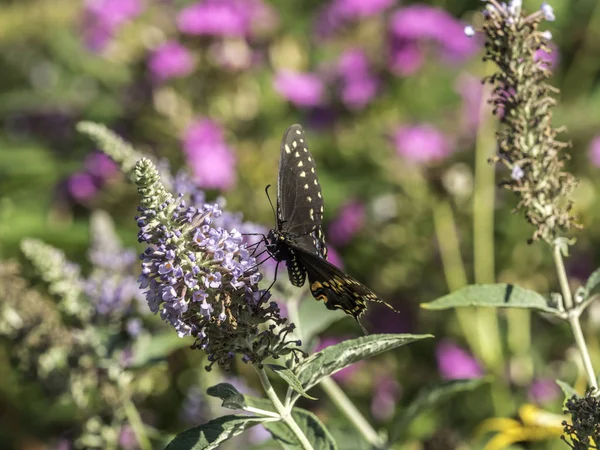 Wschodniej tiger swallowtail, Papilio glaucus — Zdjęcie stockowe