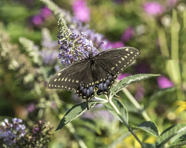 Östra tiger swallowtail, Papilio glaucus — Stockfoto