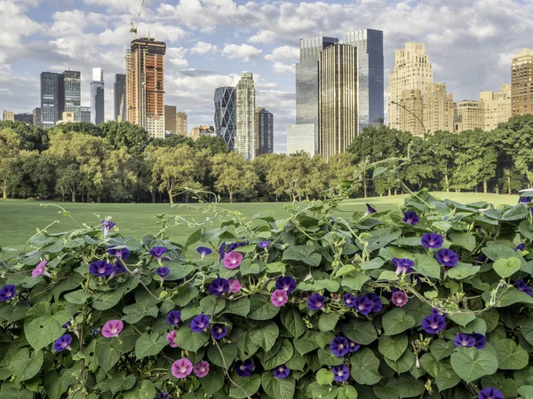 Central Park, New York City — Stock Photo, Image