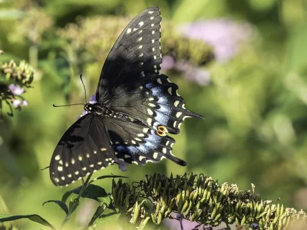 Ανατολική swallowtail τίγρη, Papilio Γλαύκου — Φωτογραφία Αρχείου