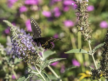 Doğu tiger swallowtail, Papilio glaucus