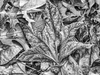 akçaağaç sonbahar yaprakları