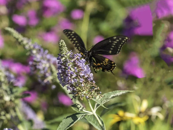 Rabo de andorinha de tigre oriental, Papilio glaucus — Fotografia de Stock