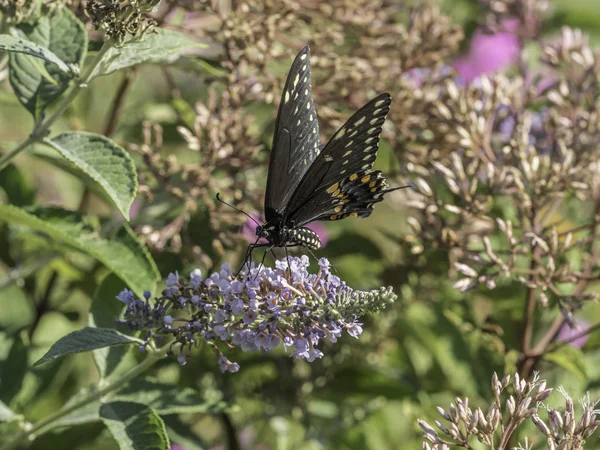 Tigre oriental swallowtail, Papilio glaucus — Foto de Stock