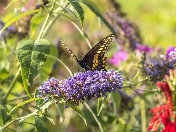 Rabo de andorinha de tigre oriental, Papilio glaucus — Fotografia de Stock