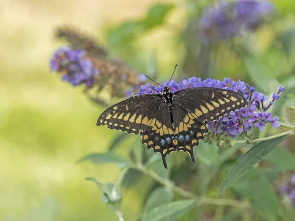 Rabo de andorinha de tigre oriental, Papilio glaucus — Fotografia de Stock