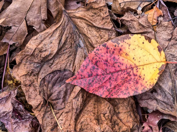 Podzimní listí v lese — Stock fotografie