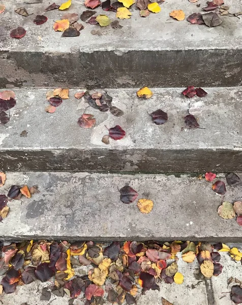 Hojas de otoño en las escaleras — Foto de Stock