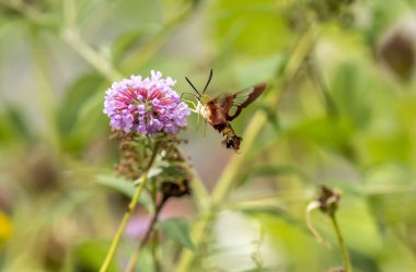  sinek kuşu Şahin-güve, Macroglossum stellatarum