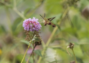  sinek kuşu Şahin-güve, Macroglossum stellatarum
