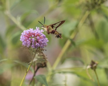  sinek kuşu Şahin-güve, Macroglossum stellatarum