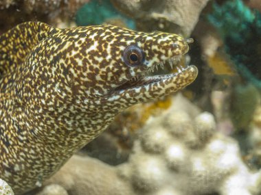 Benekli moray, Gymnothorax moringa
