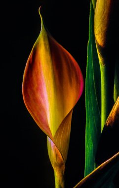 Zantedeschia aethiopica, calla lily