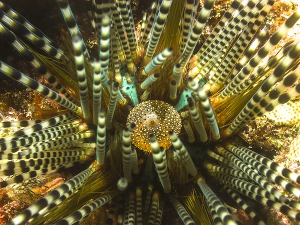 Double-Spined Urchin, Echinothrix calamaris — Stock Photo, Image