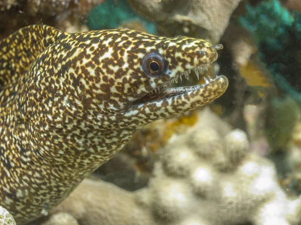 Benekli moray, Gymnothorax moringa — Stok fotoğraf