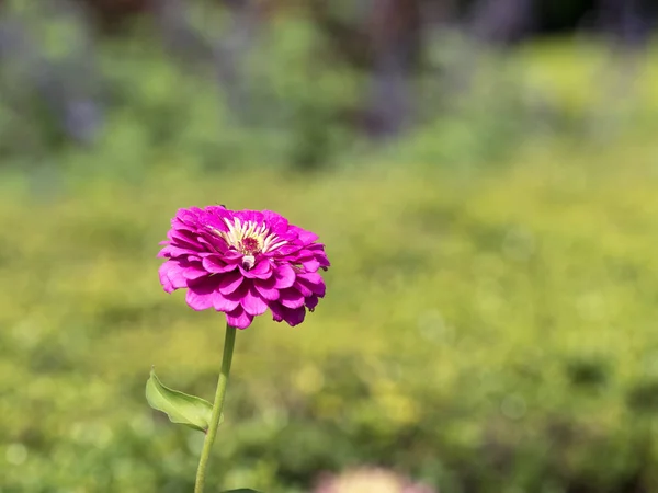 Zinnia fiore in estate — Foto Stock